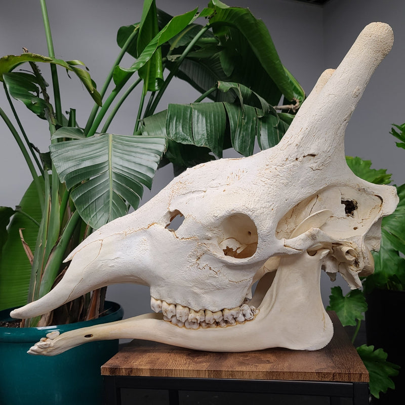 Giraffe Skull D (SALE)