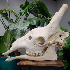 Giraffe Skull D (SALE)