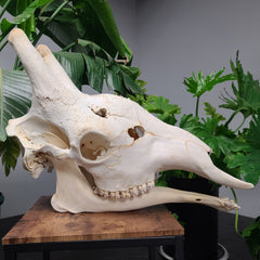 Giraffe Skull D (SALE)