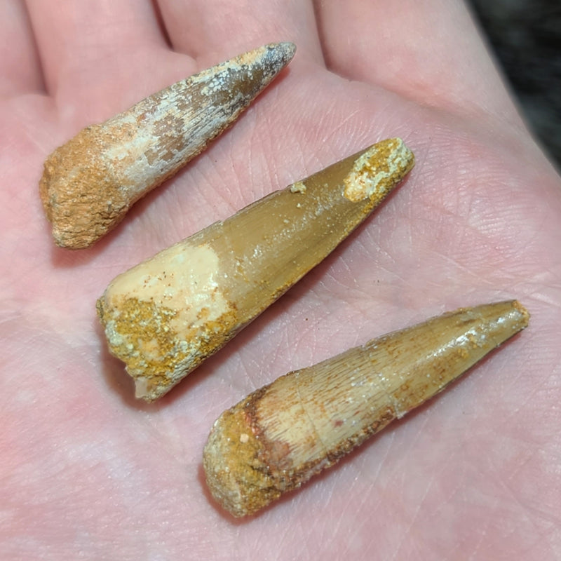 Spinosaurus Dinosaur Teeth, 1.5"