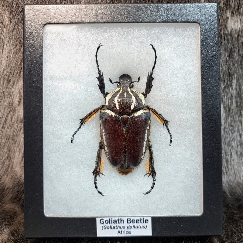 Goliath Beetle, Female (Pattern A)(Sale)