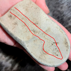 Fossil Capelin Fish, G (Quebec)