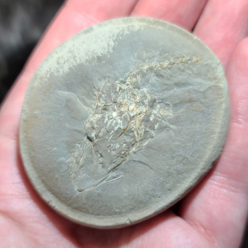 Fossil Capelin Fish, H (Quebec)
