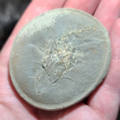 Fossil Capelin Fish, H (Quebec)