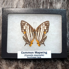 Common Mapwing Butterflies