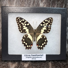 Citrus Swallowtail Butterfly