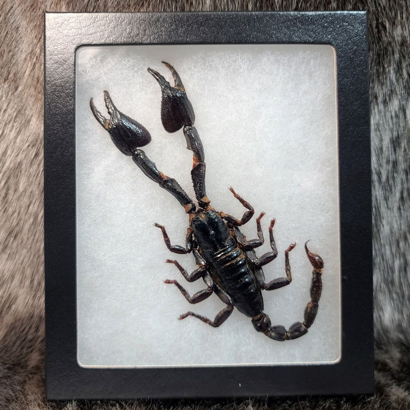 Blue Forest Scorpions, Framed (SALE)