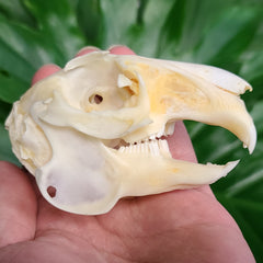 Rabbit Skull