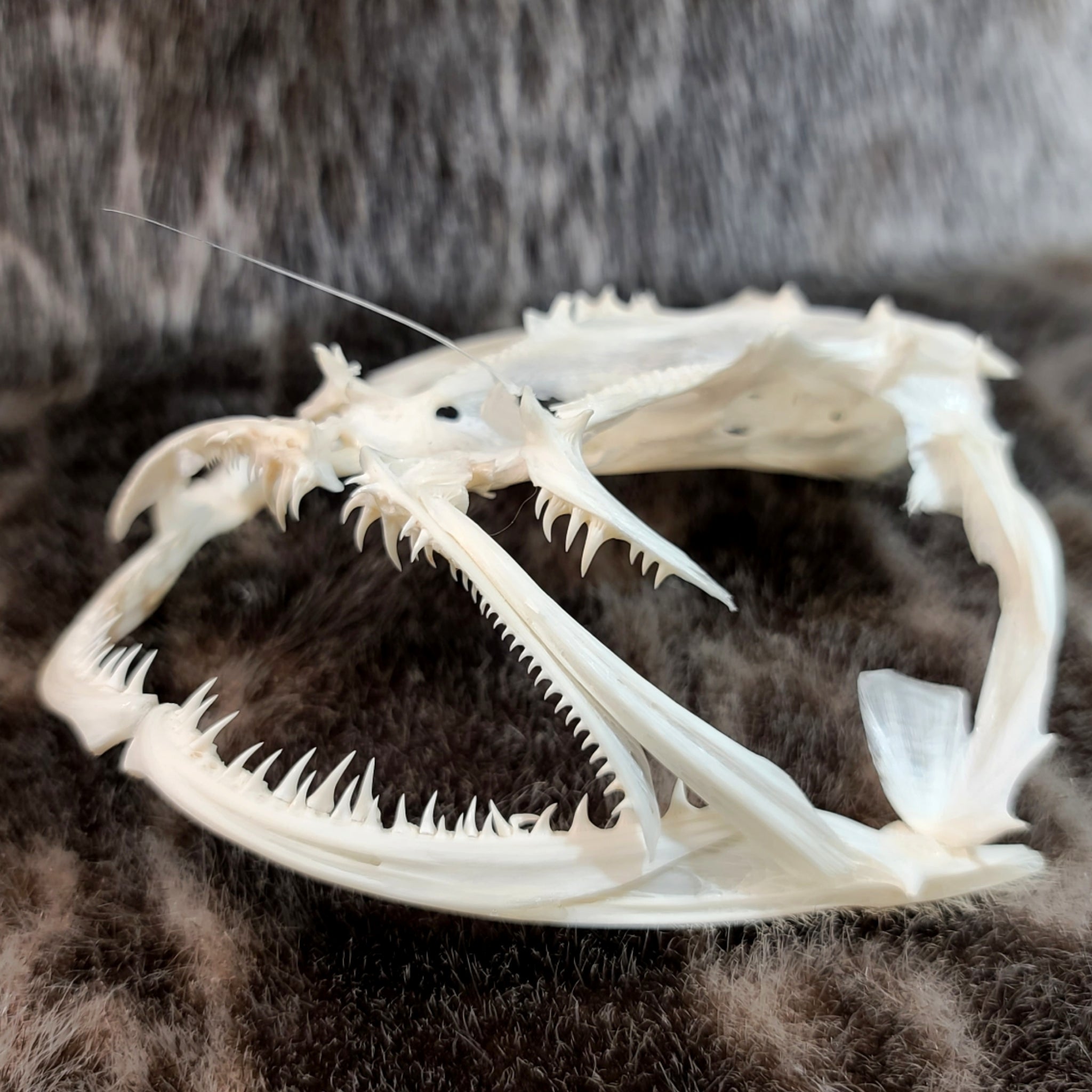 Scull Fun Fish Angler Fish Skeleton