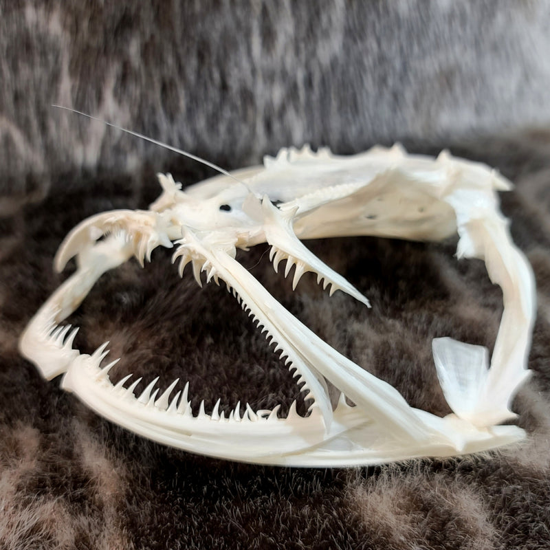 Anglerfish Skull (6-6.5")