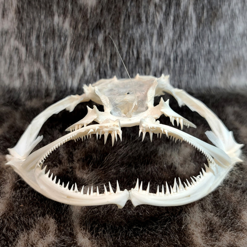 Anglerfish Skull (6-6.5")