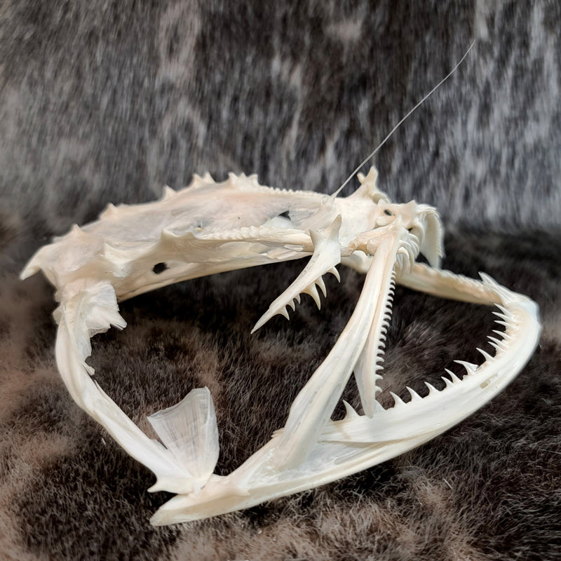 Anglerfish Skull (6-6.5")