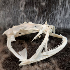 Anglerfish Skull (6-6.5