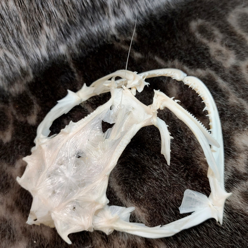 Anglerfish Skull (6-6.5")