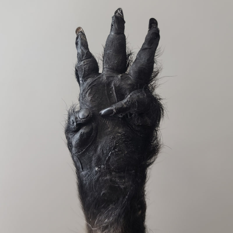 "Lucky Monkey" Paw (Chacma Baboon), Three Wishes