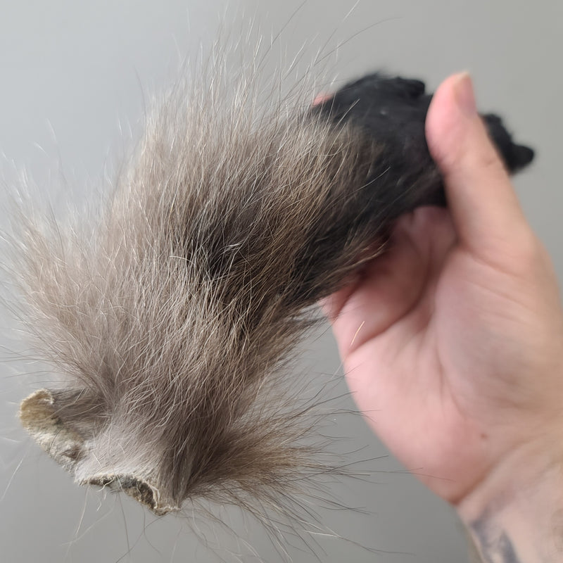 "Lucky Monkey" Paw (Chacma Baboon), Three Wishes