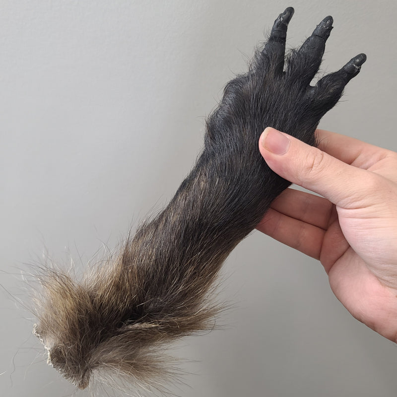 "Lucky Monkey" Paw (Chacma Baboon), Three Wishes