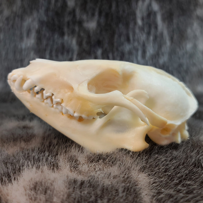 Raccoon Dog (Tanuki) Skulls