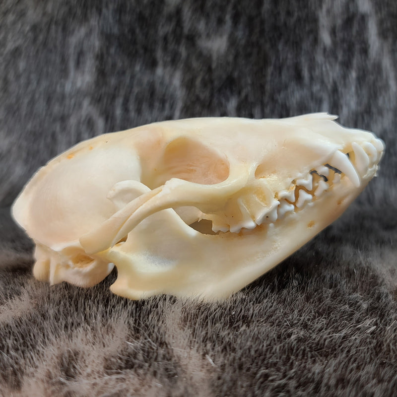 Raccoon Dog (Tanuki) Skulls