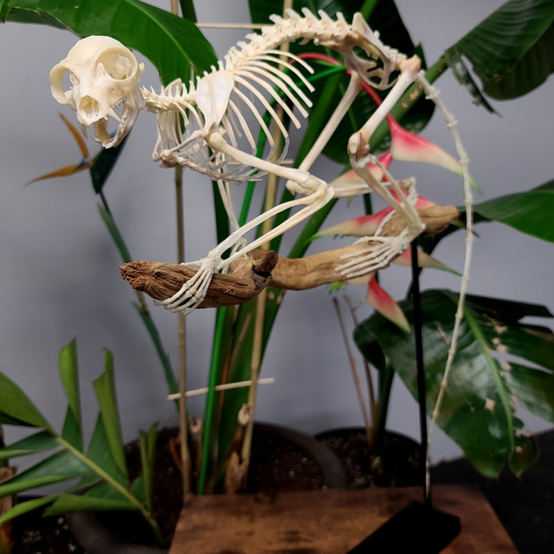 Ringtail Lemur Skeleton