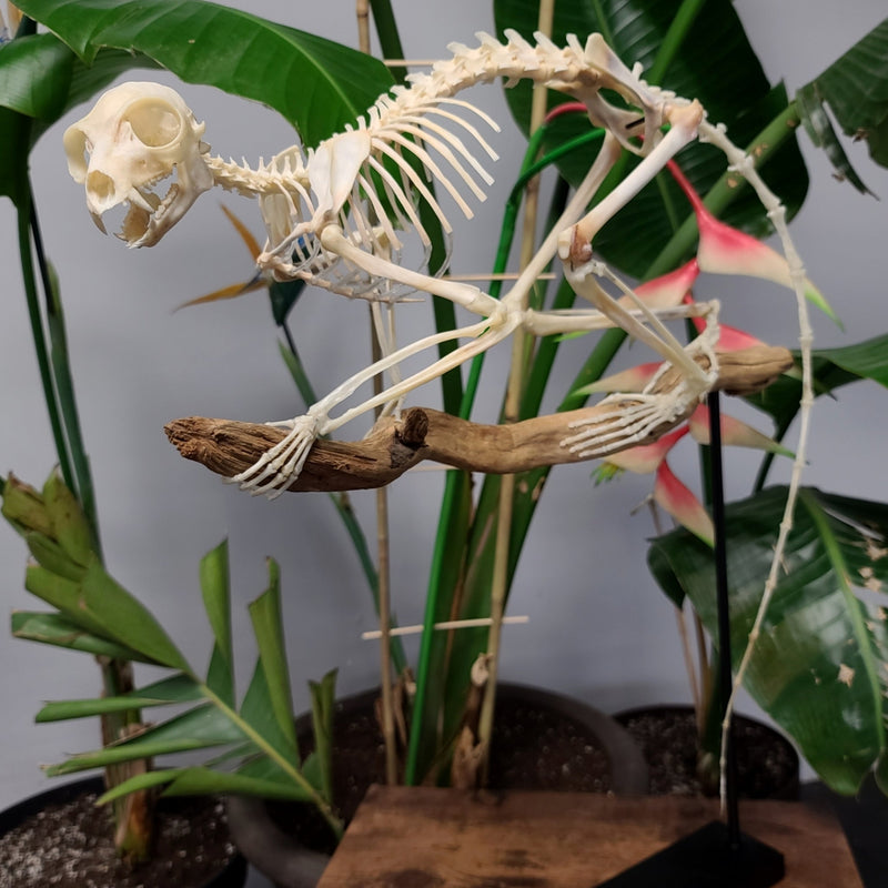 Ringtail Lemur Skeleton