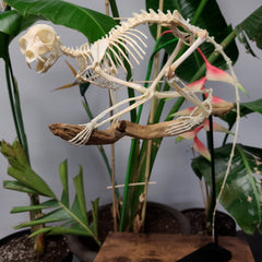 Ringtail Lemur Skeleton
