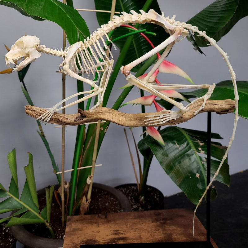 Ringtail Lemur Skeleton