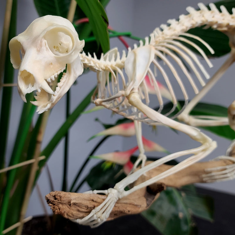 Ringtail Lemur Skeleton