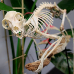 Ringtail Lemur Skeleton