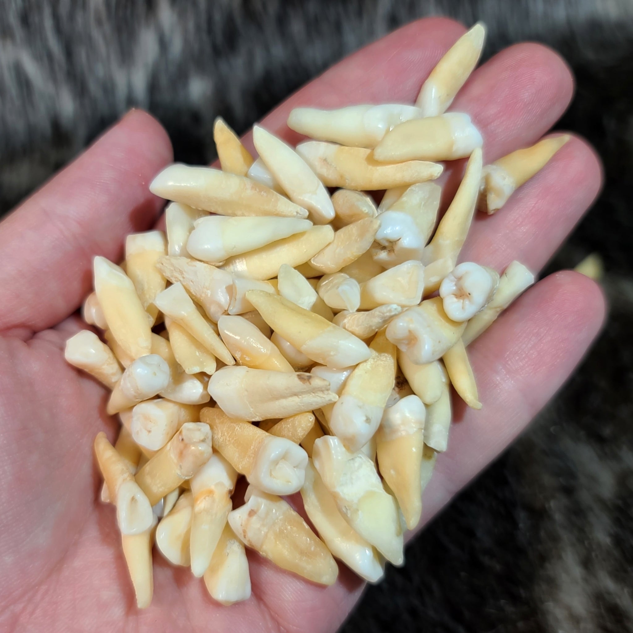 Human Teeth, Assorted SkullStore - Main Image