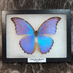 Giant Blue Morpho Butterfly