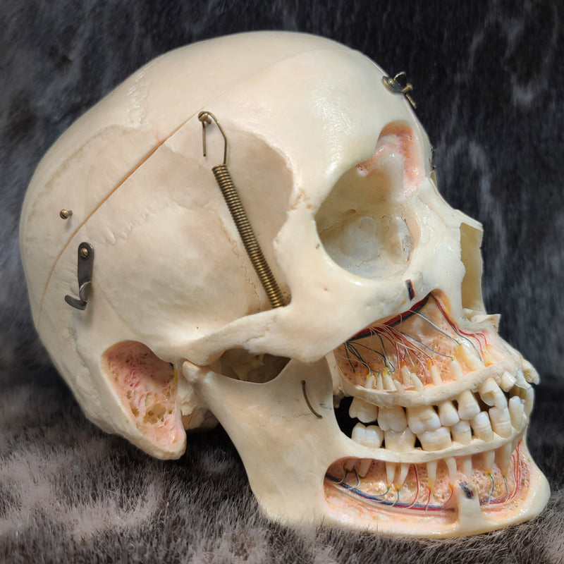 Human Skull, Kilgore Anatomical Preparation