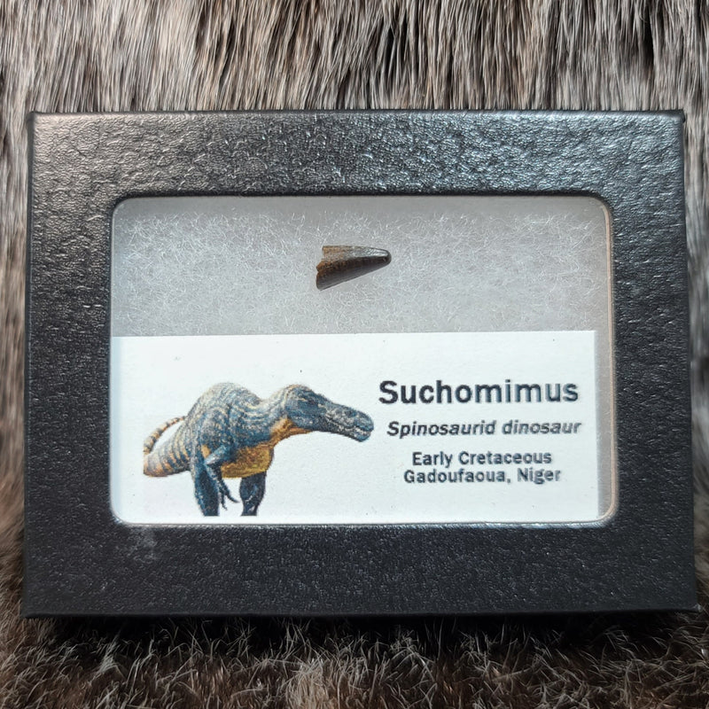Suchomimus Dinosaur Tooth, E