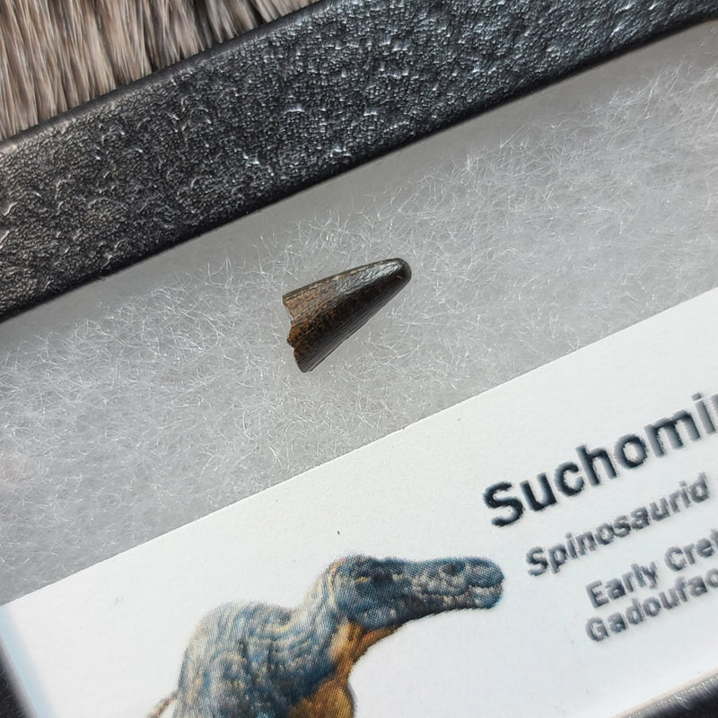 Suchomimus Dinosaur Tooth, E