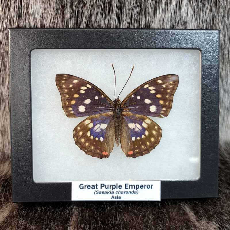 Great Purple Emperor Butterfly