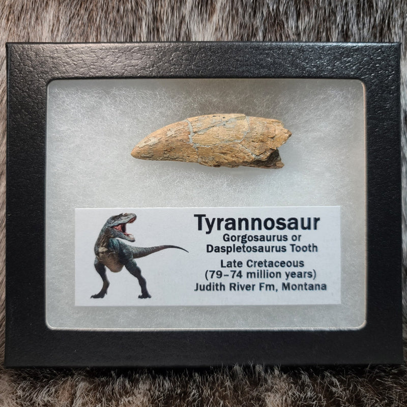 Tyrannosaur Tooth A (2.25")
