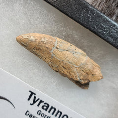 Tyrannosaur Tooth A (2.25