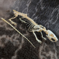 Brown Rat Skeleton, Articulated
