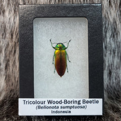 Tricolour Wood-Boring Beetle