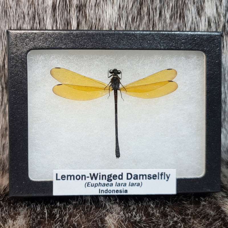 Lemon-Winged Damselfly