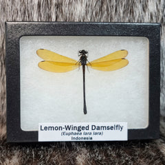 Lemon-Winged Damselfly