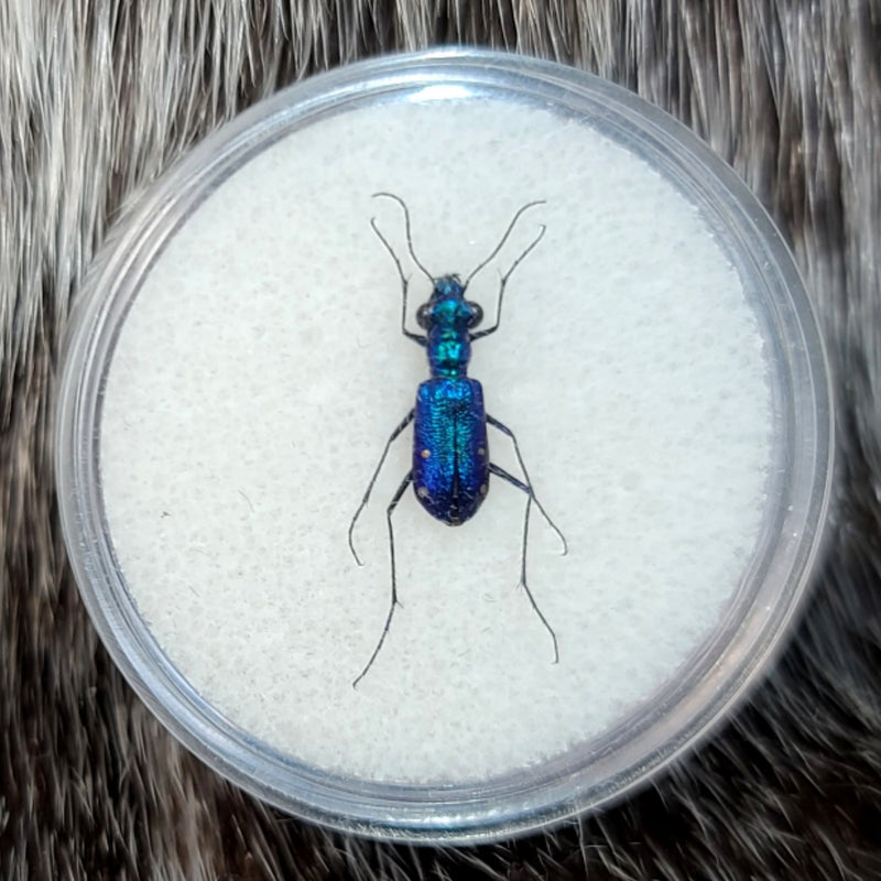 Steel Blue Tiger Beetle