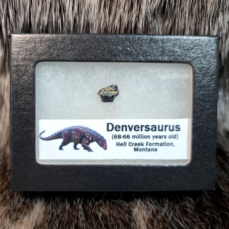 Denversaurus Dinosaur Tooth B