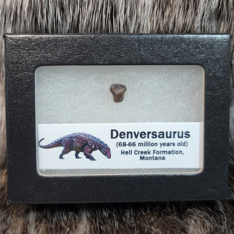 Denversaurus Dinosaur Tooth C