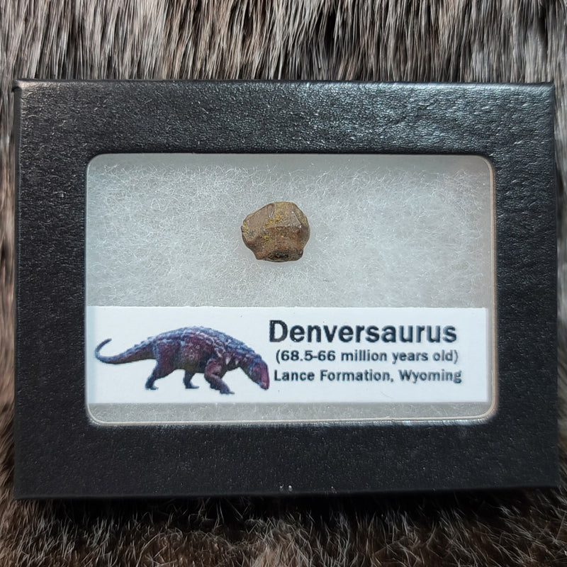 Denversaurus Dinosaur Tooth D (Lance Fm)