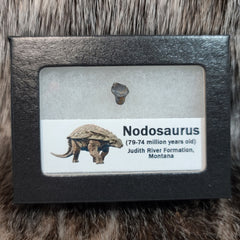 Nodosaurus Dinosaur Tooth D