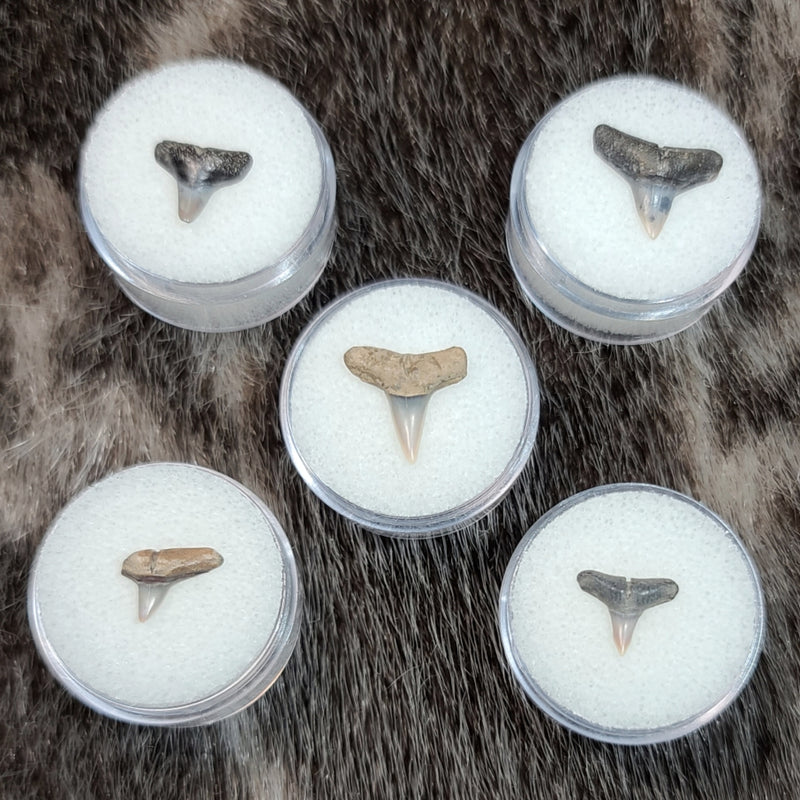 Lemon Shark Fossil Teeth (Indonesian)