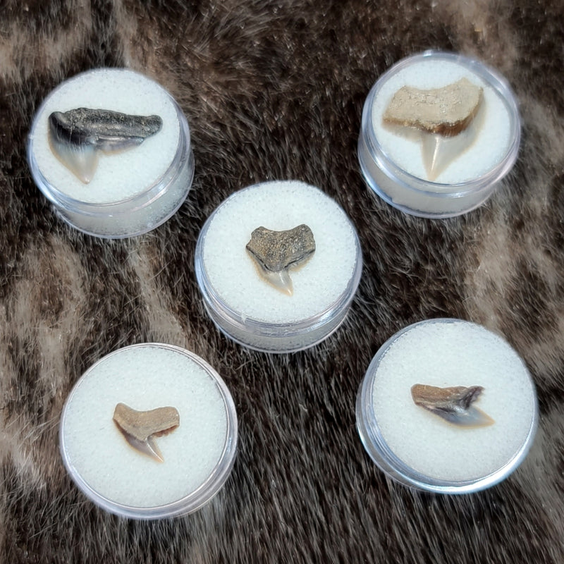 Tiger Shark Fossil Teeth (Indonesian)