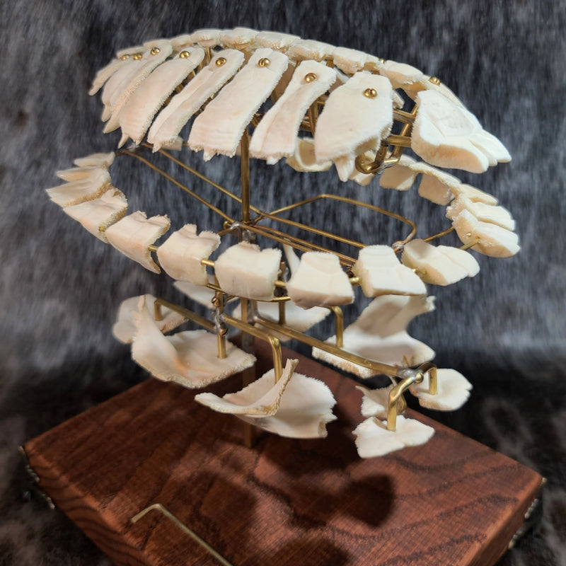 Exploded Turtle Shell (Anatomical Display)