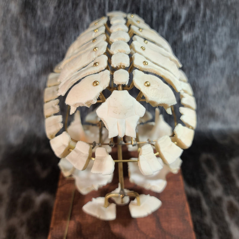 Exploded Turtle Shell (Anatomical Display)